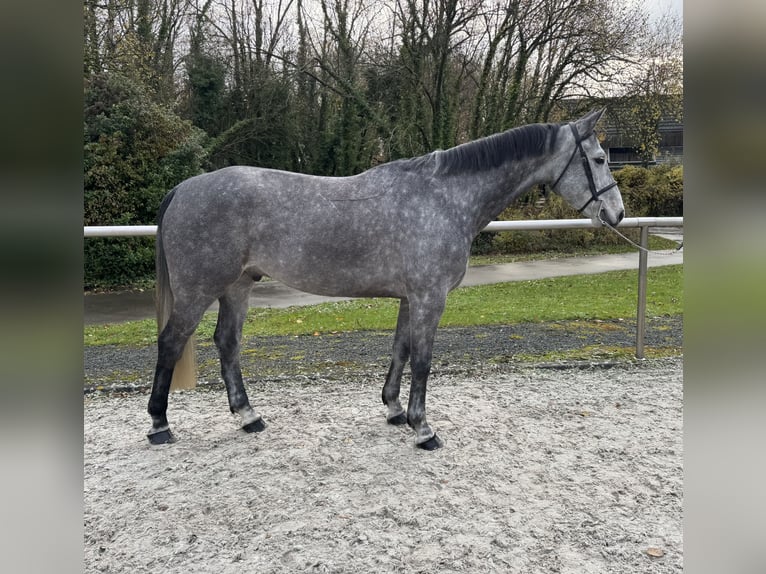 Francés de silla (Selle francais) Caballo castrado 5 años 168 cm Tordo in Prémesques