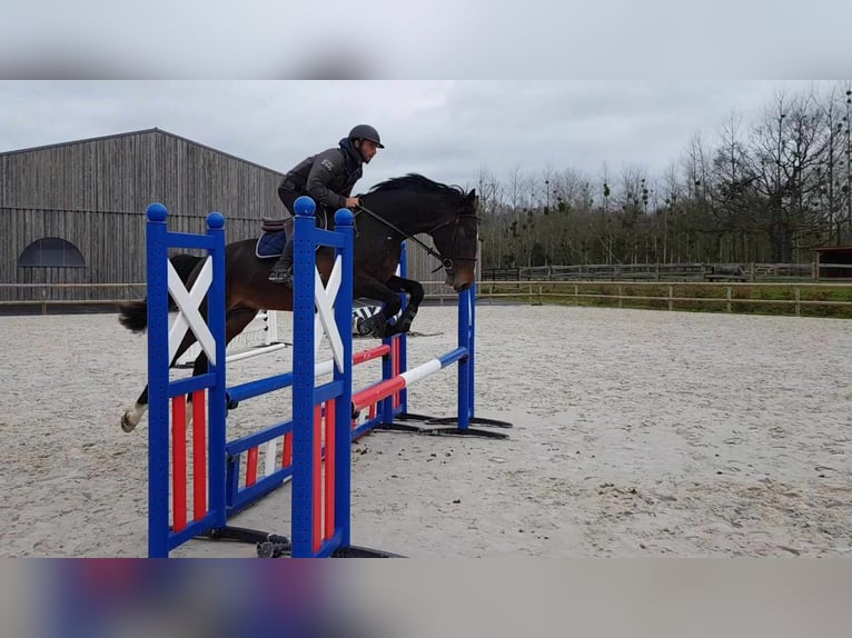 Francés de silla (Selle francais) Caballo castrado 5 años 169 cm Morcillo in Thereval, Basse-Normandie