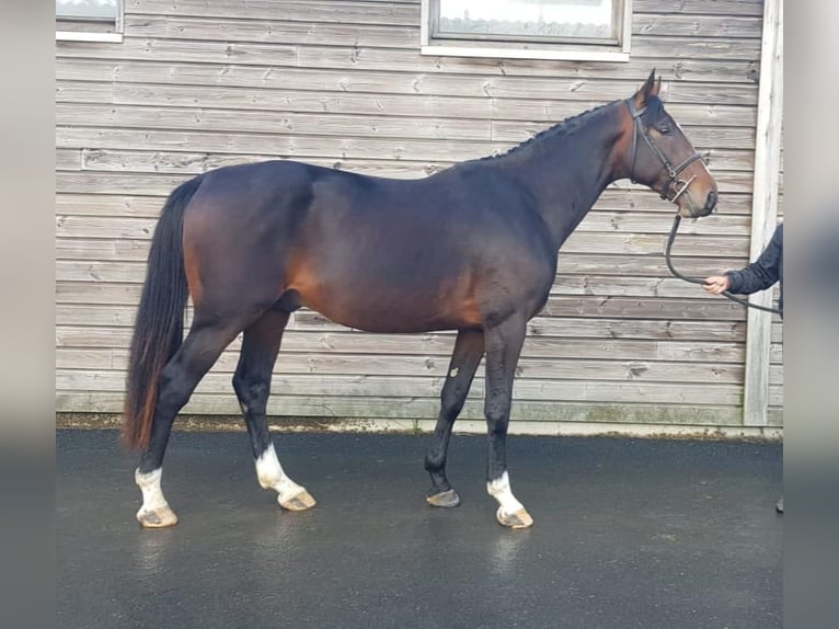 Francés de silla (Selle francais) Caballo castrado 5 años 169 cm Morcillo in Thereval, Basse-Normandie