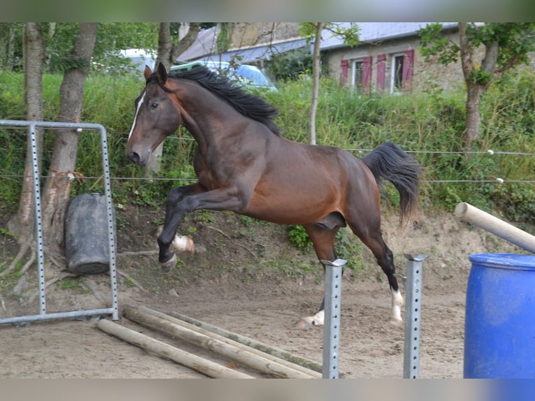 Francés de silla (Selle francais) Caballo castrado 5 años 169 cm Morcillo in Thereval, Basse-Normandie