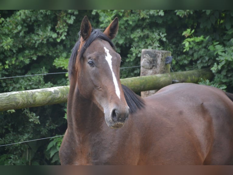 Francés de silla (Selle francais) Caballo castrado 5 años 169 cm Morcillo in Thereval, Basse-Normandie