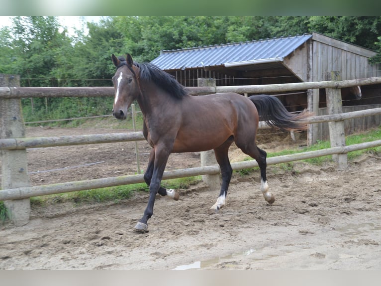 Francés de silla (Selle francais) Caballo castrado 5 años 169 cm Morcillo in Thereval, Basse-Normandie