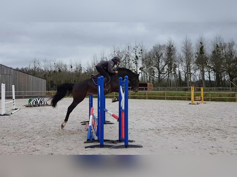 Francés de silla (Selle francais) Caballo castrado 5 años 169 cm Morcillo in Thereval, Basse-Normandie