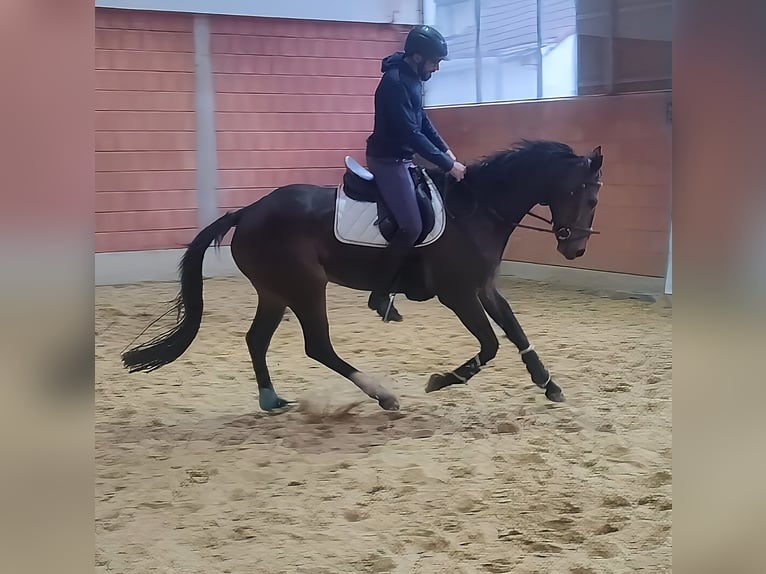 Francés de silla (Selle francais) Caballo castrado 5 años 177 cm Castaño in Lage