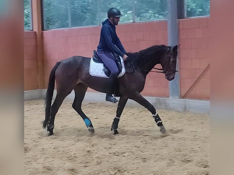 Francés de silla (Selle francais) Caballo castrado 5 años 177 cm Castaño in Lage