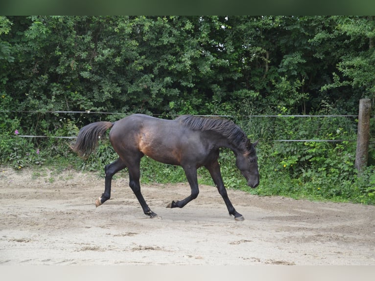 Francés de silla (Selle francais) Caballo castrado 5 años Negro in La Chapelle en Juger, Basse-Normandie