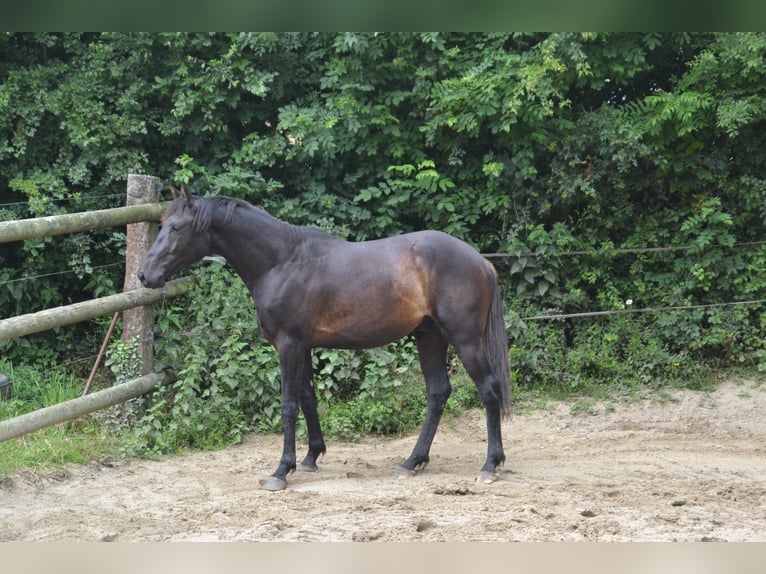 Francés de silla (Selle francais) Caballo castrado 5 años Negro in La Chapelle en Juger, Basse-Normandie