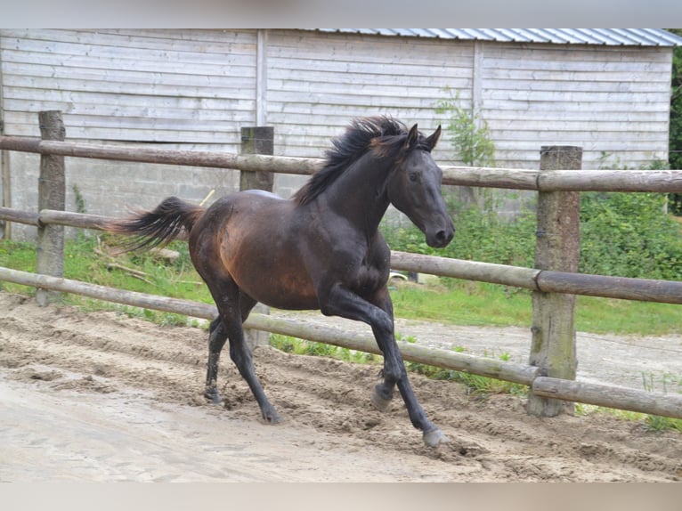 Francés de silla (Selle francais) Caballo castrado 5 años Negro in La Chapelle en Juger, Basse-Normandie