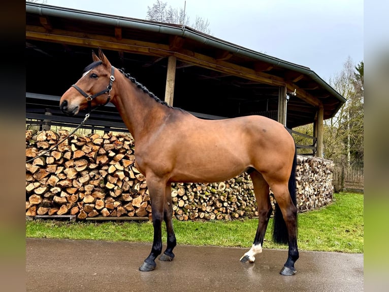 Francés de silla (Selle francais) Caballo castrado 6 años 160 cm Castaño in Sangerhausen