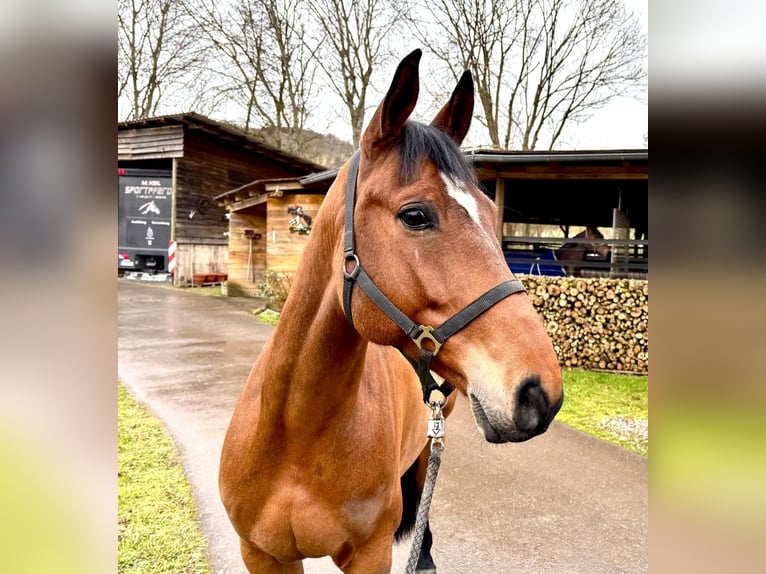 Francés de silla (Selle francais) Caballo castrado 6 años 160 cm Castaño in Sangerhausen