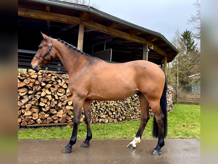 Francés de silla (Selle francais) Caballo castrado 6 años 160 cm Castaño in Sangerhausen