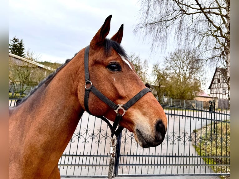 Francés de silla (Selle francais) Caballo castrado 6 años 160 cm Castaño in Sangerhausen