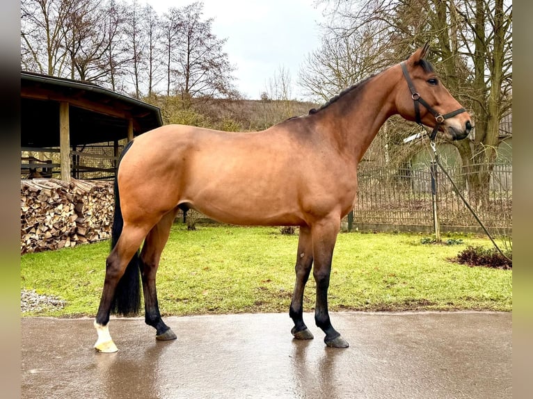 Francés de silla (Selle francais) Caballo castrado 6 años 160 cm Castaño in Sangerhausen