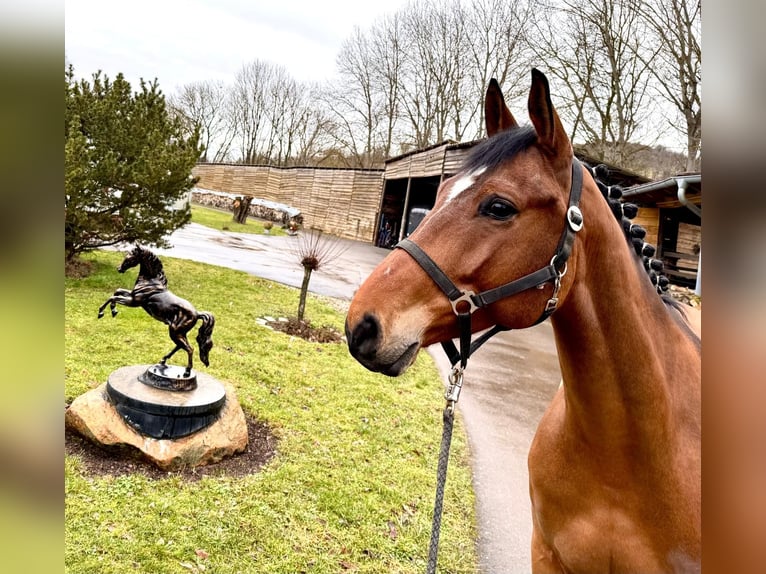 Francés de silla (Selle francais) Caballo castrado 6 años 160 cm Castaño in Sangerhausen