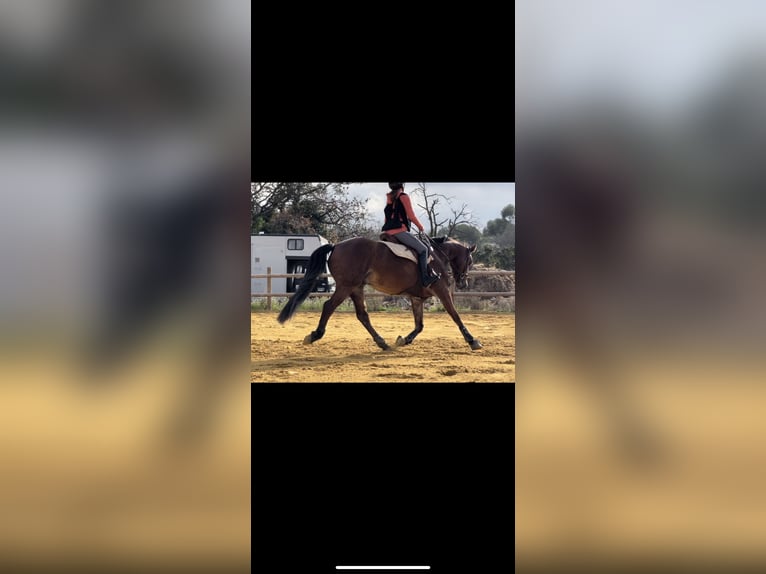 Francés de silla (Selle francais) Caballo castrado 6 años 162 cm Castaño in Le Val Doré