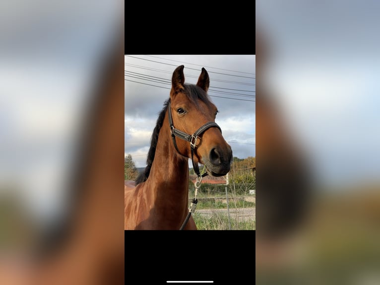 Francés de silla (Selle francais) Caballo castrado 6 años 162 cm Castaño in Le Val Doré