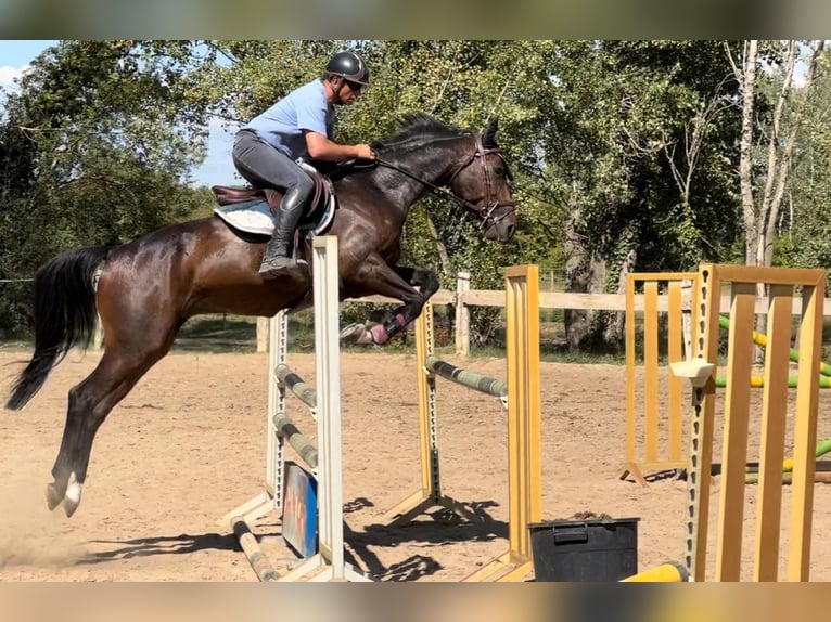 Francés de silla (Selle francais) Caballo castrado 6 años 165 cm Castaño rojizo in Fressies