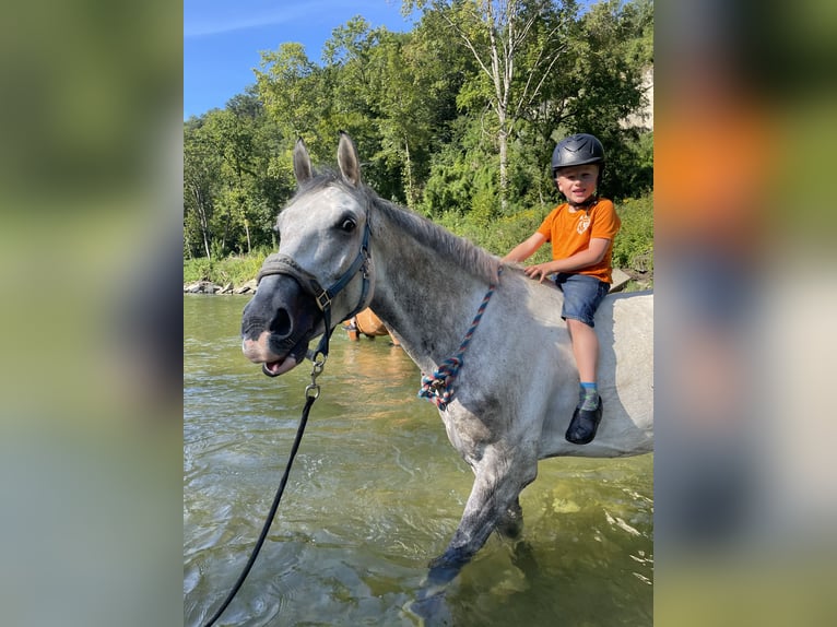 Francés de silla (Selle francais) Caballo castrado 6 años 166 cm Tordo in Köniz