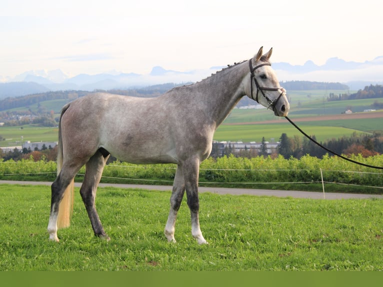 Francés de silla (Selle francais) Caballo castrado 6 años 166 cm Tordo in Köniz