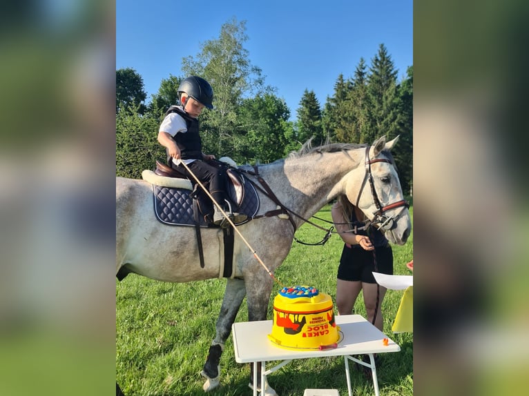 Francés de silla (Selle francais) Caballo castrado 6 años 166 cm Tordo in Köniz