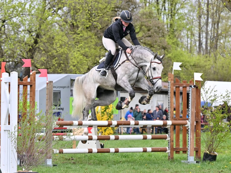 Francés de silla (Selle francais) Caballo castrado 6 años 166 cm Tordo in Köniz