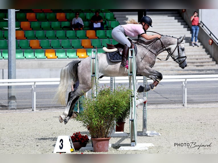 Francés de silla (Selle francais) Caballo castrado 6 años 166 cm Tordo in Köniz