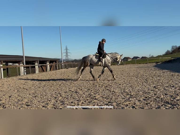 Francés de silla (Selle francais) Caballo castrado 6 años 166 cm Tordo in Köniz