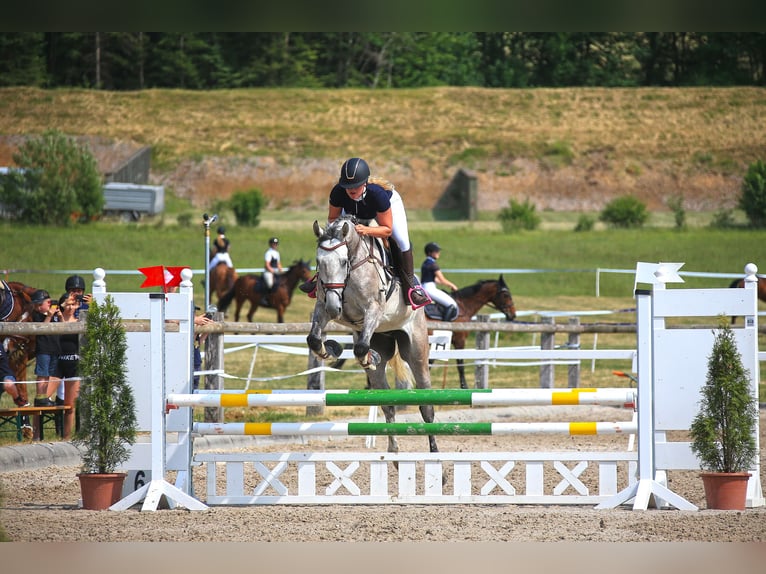 Francés de silla (Selle francais) Caballo castrado 6 años 166 cm Tordo in Köniz