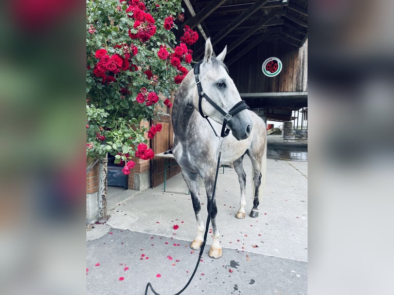 Francés de silla (Selle francais) Caballo castrado 6 años 166 cm Tordo in Köniz