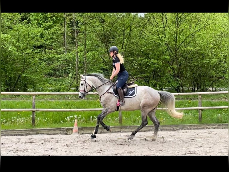 Francés de silla (Selle francais) Caballo castrado 6 años 166 cm Tordo in Köniz