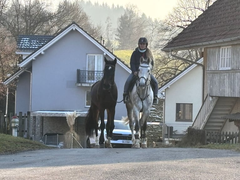 Francés de silla (Selle francais) Caballo castrado 6 años 166 cm Tordo in Köniz