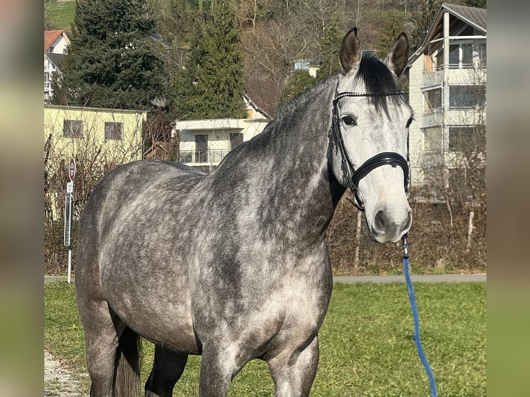 Francés de silla (Selle francais) Caballo castrado 6 años 167 cm Tordo in Reinach AG