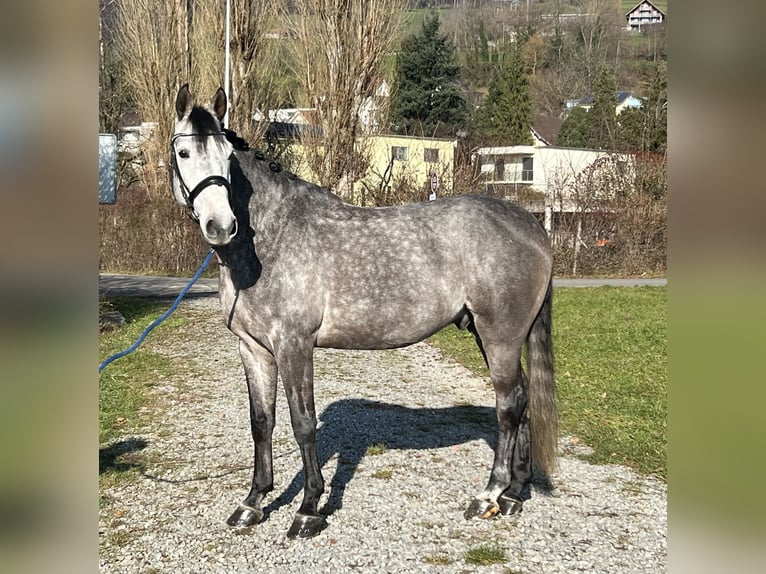 Francés de silla (Selle francais) Caballo castrado 6 años 167 cm Tordo in Reinach AG