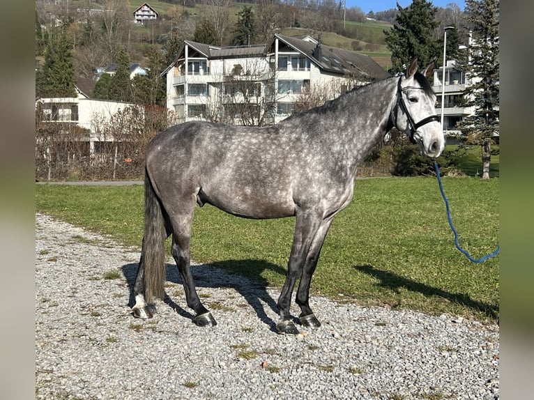 Francés de silla (Selle francais) Caballo castrado 6 años 167 cm Tordo in Reinach AG