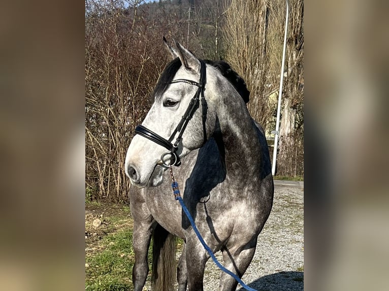 Francés de silla (Selle francais) Caballo castrado 6 años 167 cm Tordo in Reinach AG