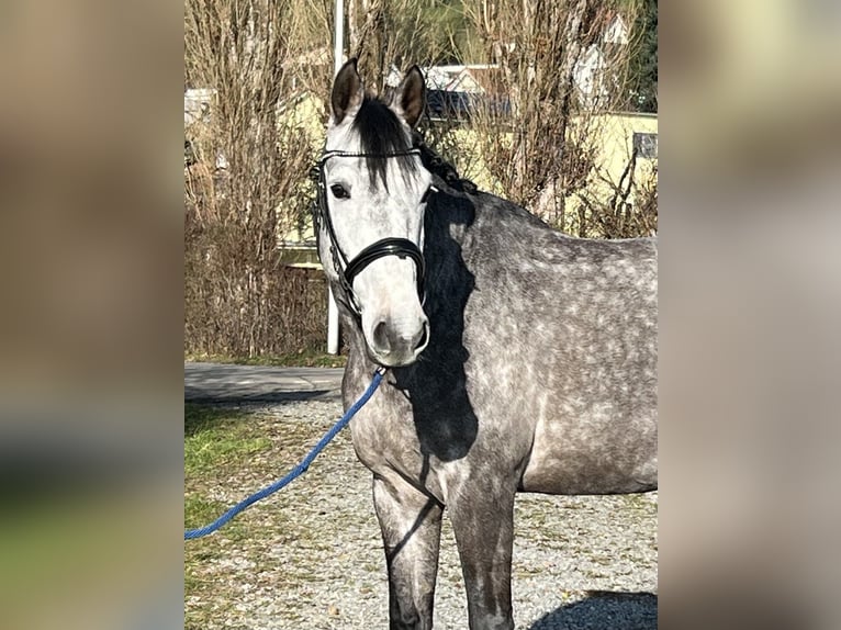 Francés de silla (Selle francais) Caballo castrado 6 años 167 cm Tordo in Reinach AG