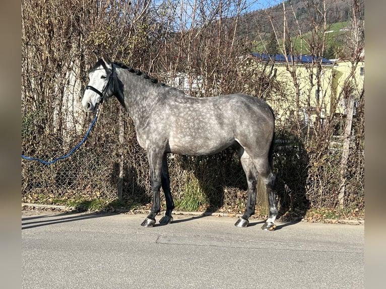 Francés de silla (Selle francais) Caballo castrado 6 años 167 cm Tordo in Reinach AG