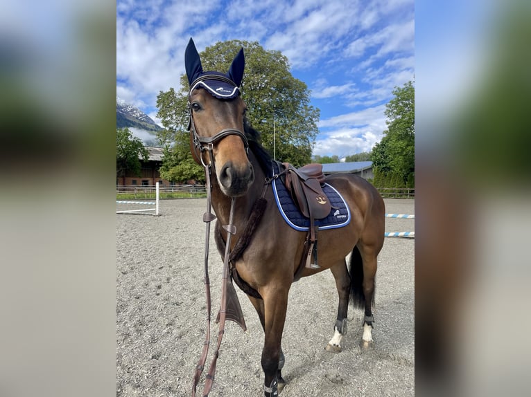 Francés de silla (Selle francais) Caballo castrado 6 años 169 cm Castaño oscuro in Interlaken