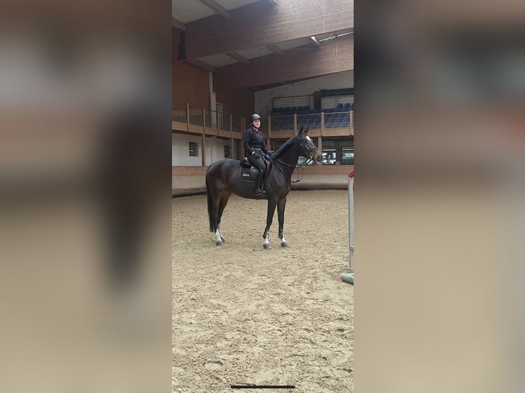 Francés de silla (Selle francais) Caballo castrado 6 años 175 cm Castaño in Polzela