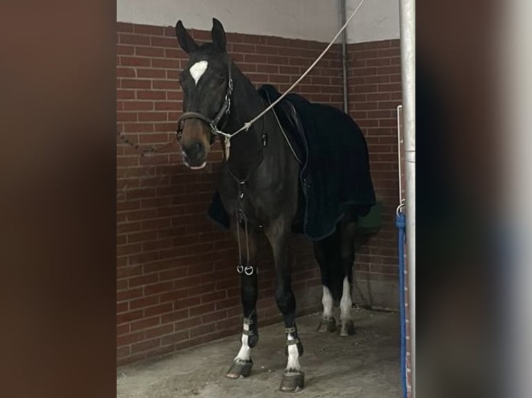 Francés de silla (Selle francais) Caballo castrado 6 años 175 cm Castaño in Polzela