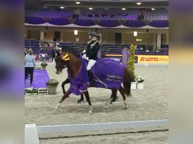 Francés de silla (Selle francais) Caballo castrado 7 años 163 cm Alazán in Frankfurt am Main