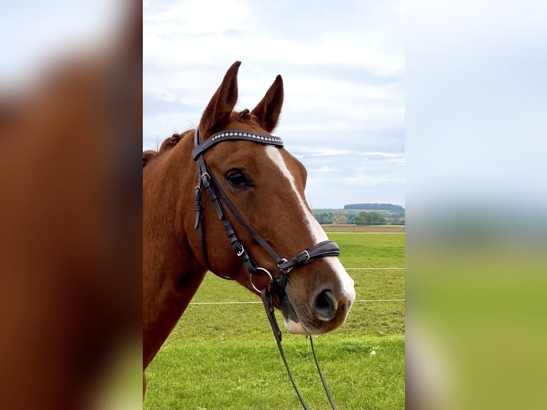 Francés de silla (Selle francais) Caballo castrado 7 años 163 cm Alazán in Frankfurt am Main