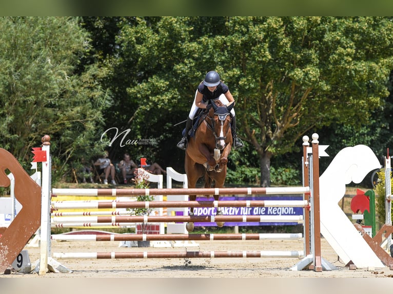 Francés de silla (Selle francais) Caballo castrado 7 años 163 cm Alazán in Frankfurt am Main