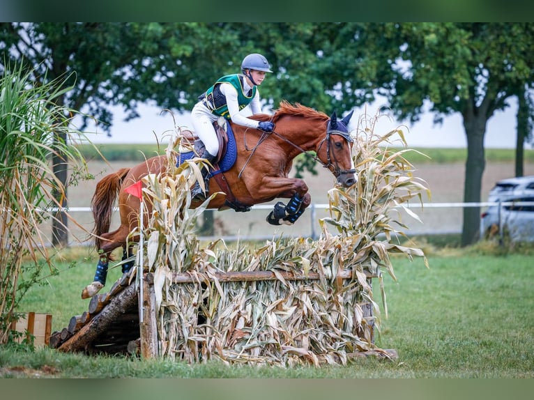 Francés de silla (Selle francais) Caballo castrado 7 años 163 cm Alazán in Frankfurt am Main