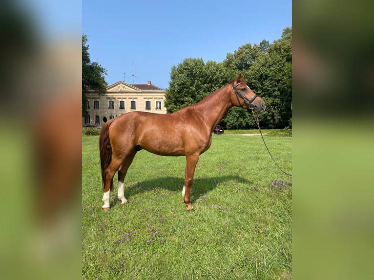 Francés de silla (Selle francais) Caballo castrado 7 años 164 cm Alazán rojizo in Viré