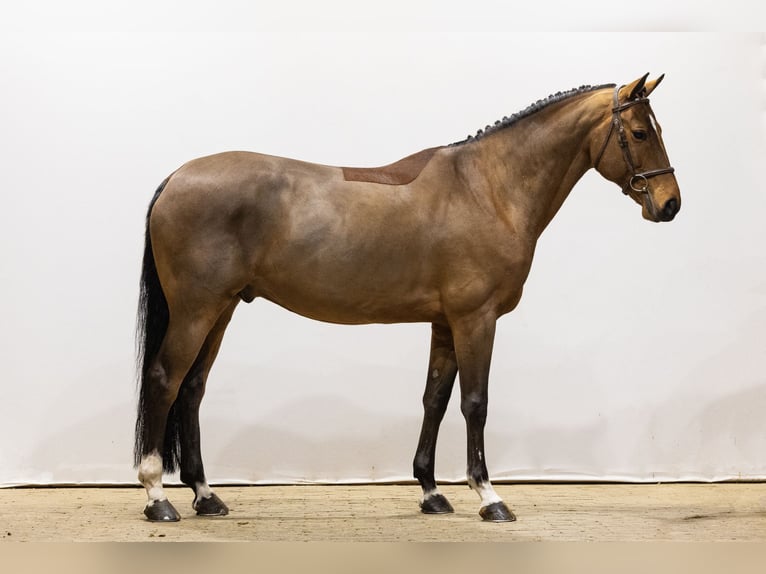 Francés de silla (Selle francais) Caballo castrado 7 años 165 cm Castaño in Waddinxveen