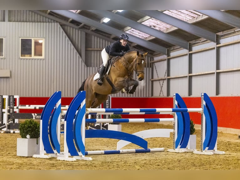 Francés de silla (Selle francais) Caballo castrado 7 años 165 cm Castaño in Waddinxveen