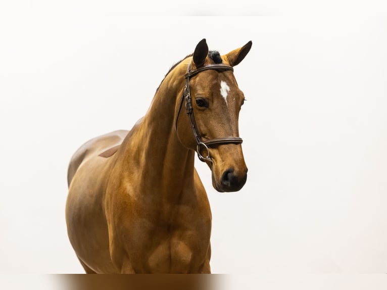 Francés de silla (Selle francais) Caballo castrado 7 años 165 cm Castaño in Waddinxveen