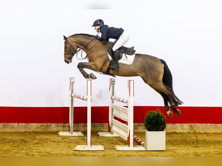 Francés de silla (Selle francais) Caballo castrado 7 años 165 cm Castaño in Waddinxveen