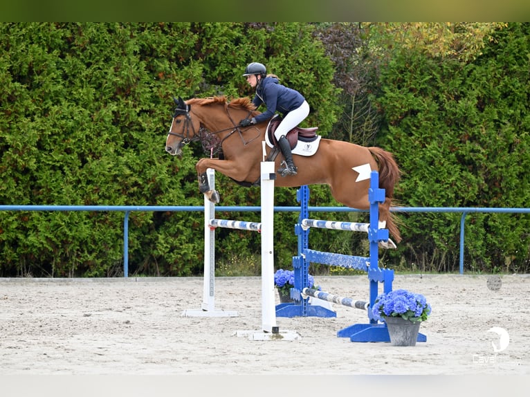 Francés de silla (Selle francais) Caballo castrado 7 años 166 cm Alazán in Prémesques